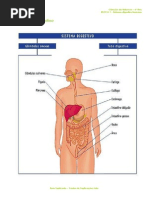 A.2.1 - Sistema Digestivo Humano - Ficha Informativa