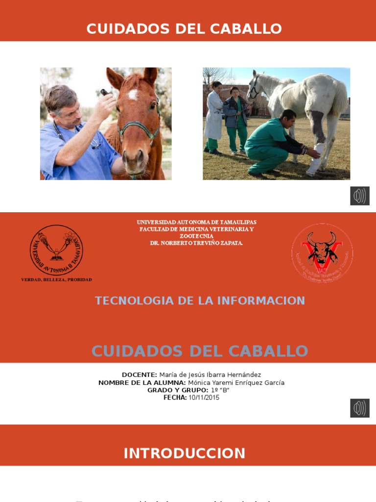 Cuidados Del Caballo | PDF | Caballos | Heno