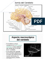 Anatomía Del Cerebelo