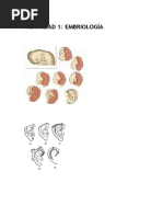 Download EMBRIOLOGA by Maria Gomez SN289377873 doc pdf
