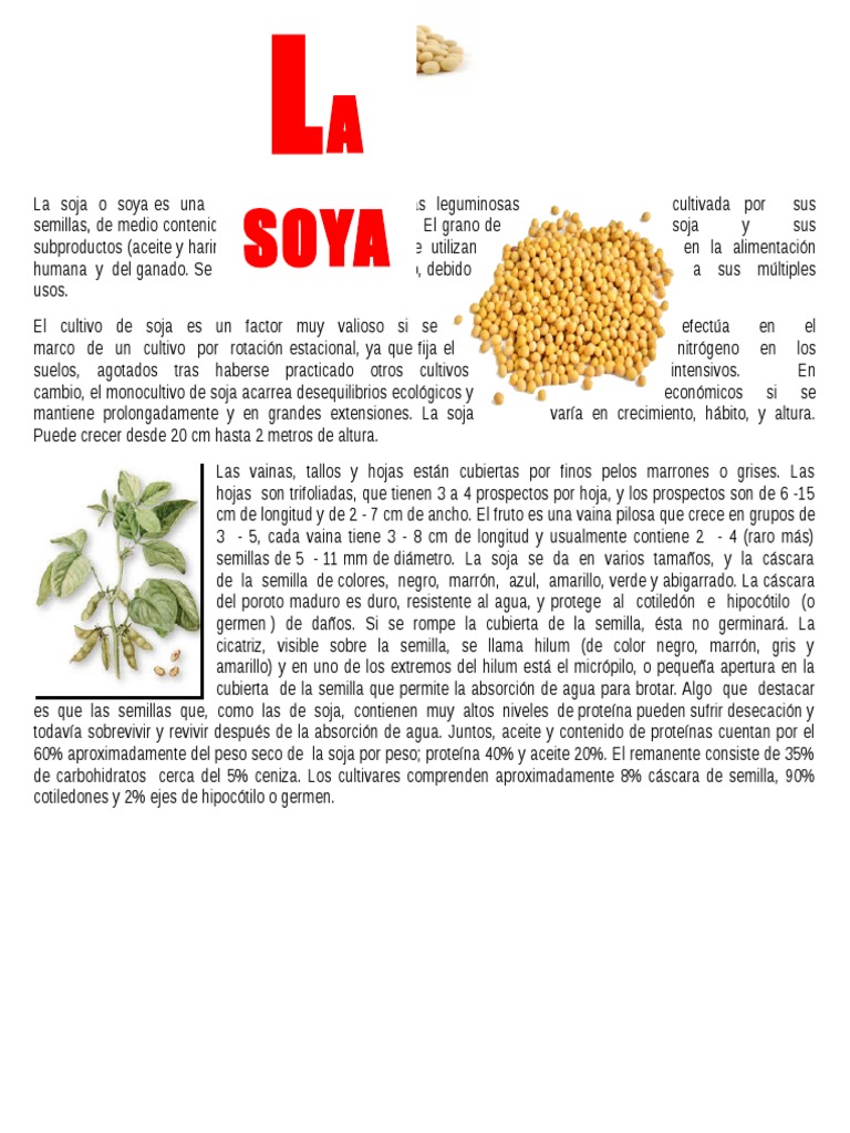 La Soja o Soya Es Una Especie de La Familia de Las Leguminosas