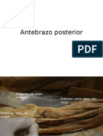 Antebrazo Posterior Anatomía