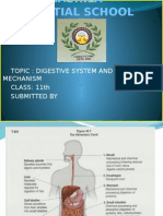 Digestive System Mechanism Explained