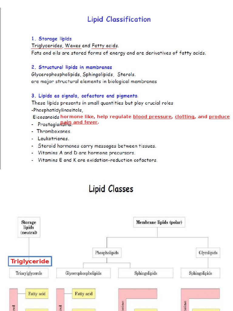 Understanding Fatty Acids and Lipids | PDF | Triglyceride | Fatty Acid