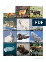 Cartonase animale de pe continente.pdf