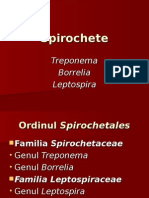 Spirochete