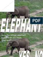 Elephant Fact Quiz