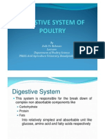 Digestive System of Poultry Avian Physiology