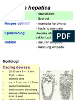 Fasciola Hepatica