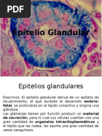 epitelio glandular.pptx