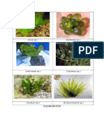 Gambar Algae