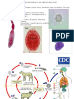 parasito 6.ppt