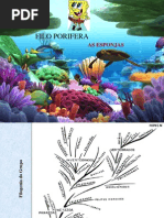 Filo Porifera