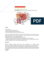 Anatomi Fisiologi Sistem Reproduksi Laki