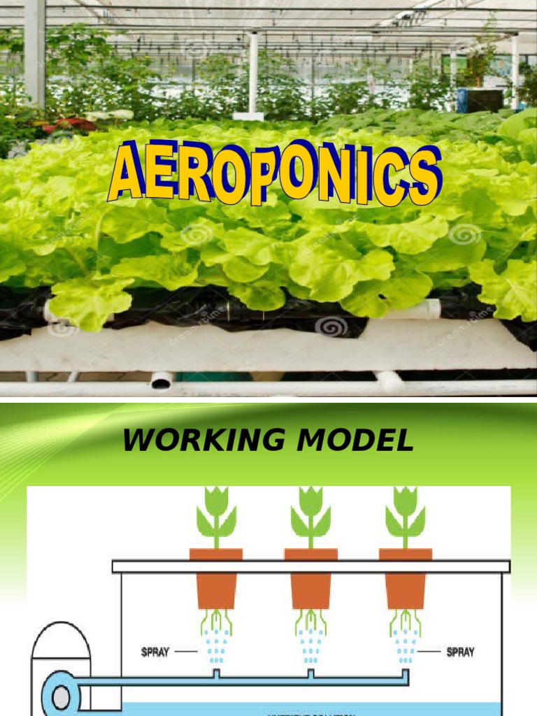 AEROPONICS.ppt