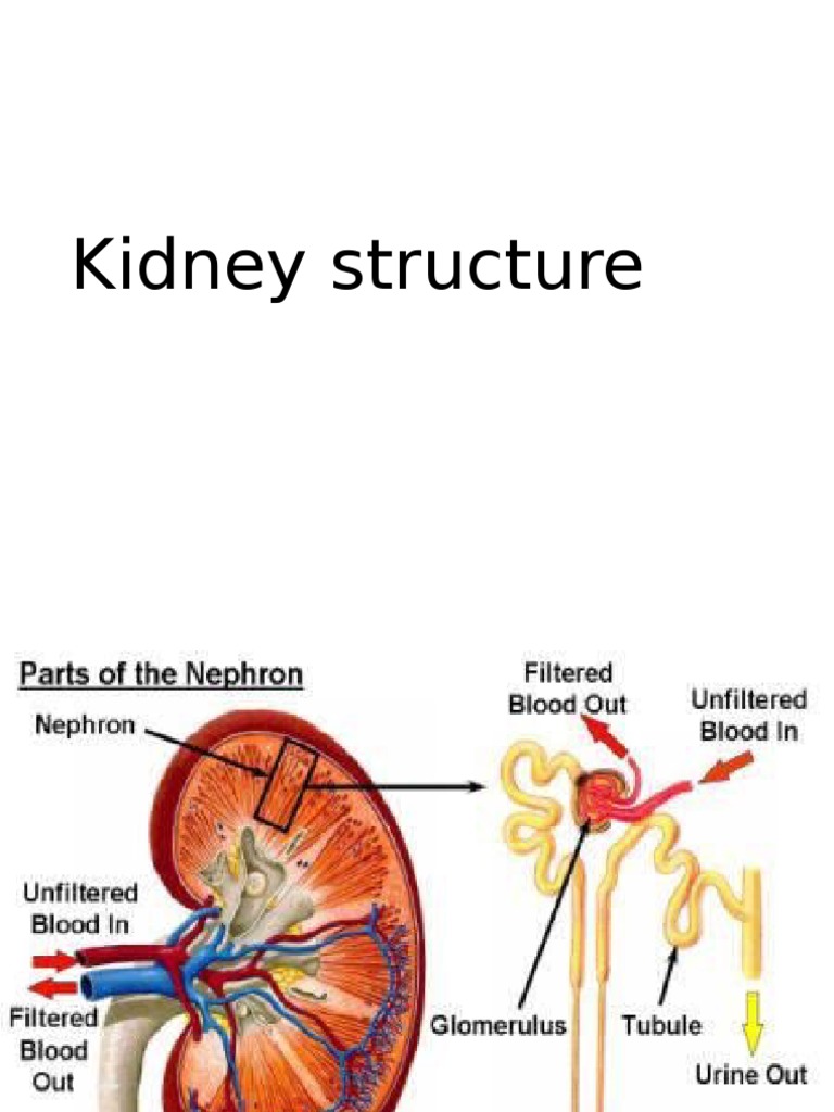 Nephron Structure Biology Diagrams