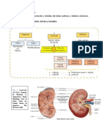 Sistema Urinario