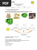 Fotosíntesis y Cadenas Alimentarias