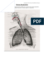 Sistema Respiratorio Anatomia