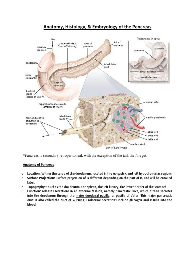 1_11857_Anatomy | Pancreas | Human Anatomy