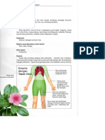 Tapak Dara (Cathorantus roseus) Sebagai Obat AntiKanker