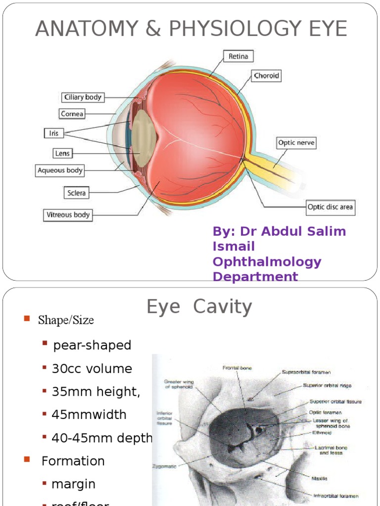 Avian Circulatory System, image size:768x1024