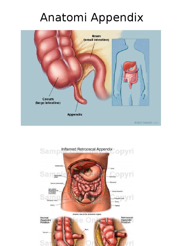 Anatomi Appendix | PDF