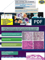 Patrones morfológicos inflamación aguda crónica