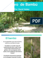 02 David Valdez El Cultivo Del Bambú