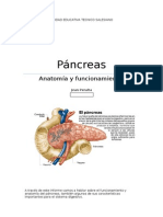 Pancreas Biologia