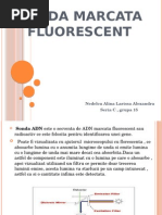 Sonde Fluorescente