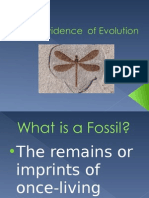 Evidence of Evolution Notes