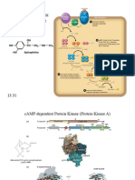 Regulation of Glycogen Metabolism: A Regulatory Cascade