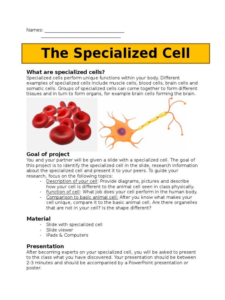What is a specialized cell picture
