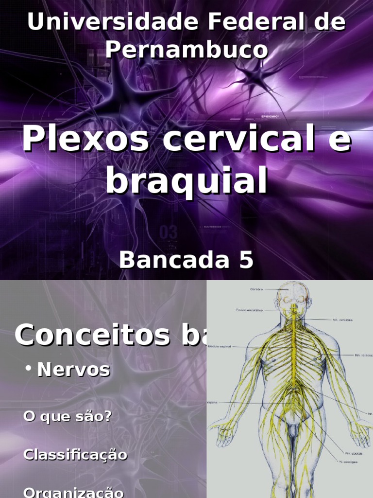 Anatomia dos Plexos Cervical e Braquial | PDF | Neuroanatomia ...