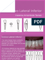 Canino Inferior Dibujo | PDF | Anatomia dental | Boca