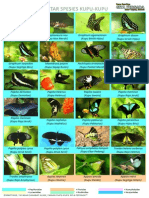 Daftar Spesies Kupu-Kupu TKGP 20130411