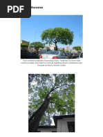 Fotos – Árvores e Florestas _ Árvores de São Paulo