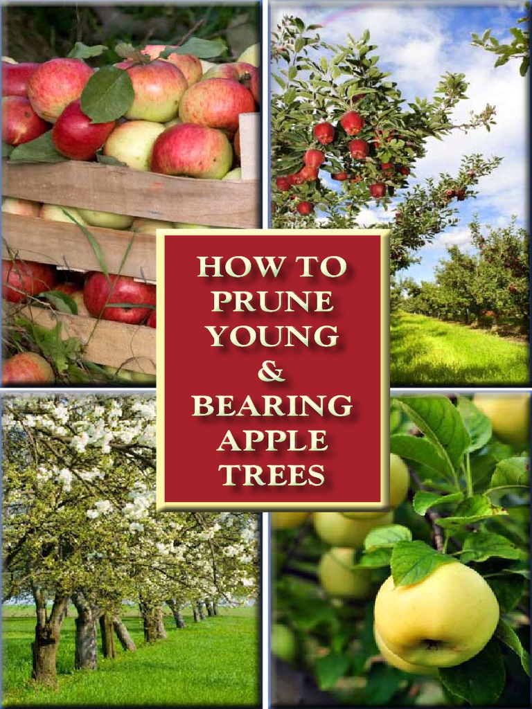 How To Prune Young and Bearing Apple Trees PDF Pruning Trees
