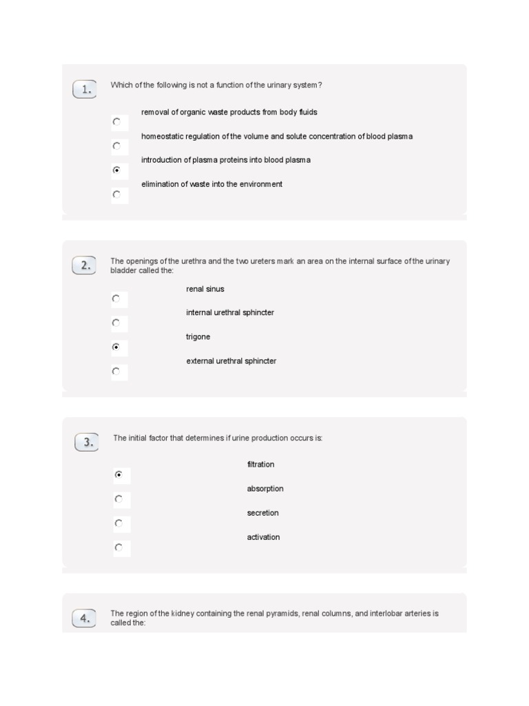 Practice questions for function of the urinary system answers kidney