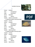 Types of Herbivorous Fish in Indonesia