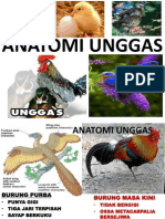 Anatomi Unggas Anvet II