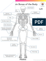 Learning The Main Bones of The Body