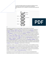 Bioquímica F