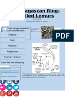 Madagascan Ring-Tailed Lemurs