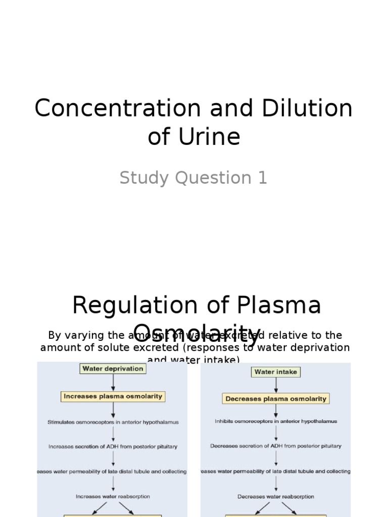 Concentration and Dilution of Urine Abdomen Urinary System