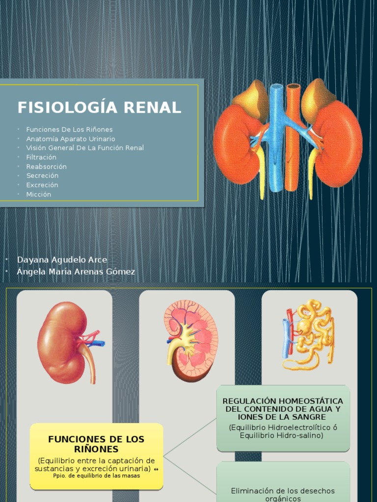 Fisiologia Renal PDF Riñón Sodio