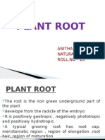 Plant Root: Anitha James Natural Science ROLL - NO - 25