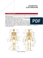 1. Aparatul Locomotor Final