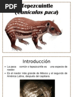 Tepezcuintle | PDF | Carne | Conservación